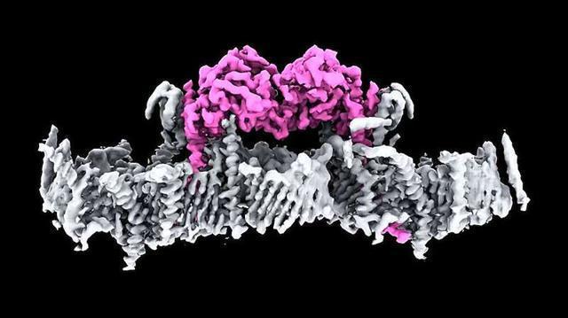 破解二十多年的謎團,！《科學》里程碑式研究揭示帕金森病全新弱點