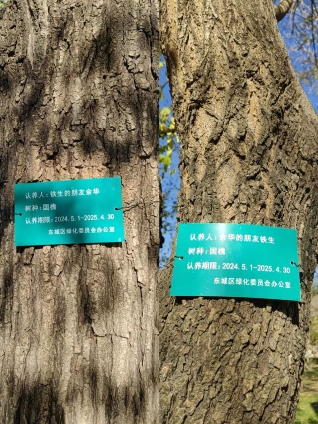 余華回應(yīng)國(guó)槐樹(shù)事件 文學(xué)友誼引發(fā)熱議