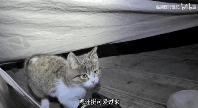趙朔公布悟空死因 誤食致死真相揭曉