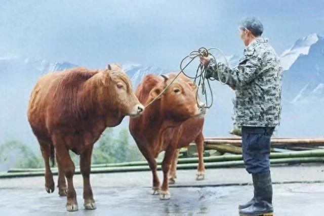 為何如今社會(huì)底層稱呼自己是牛馬,？
