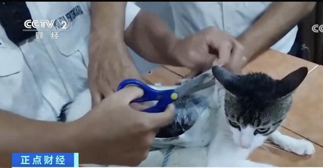哥斯達(dá)黎加監(jiān)獄獄警抓獲綁著毒品的貓 貓咪走私毒品被擒