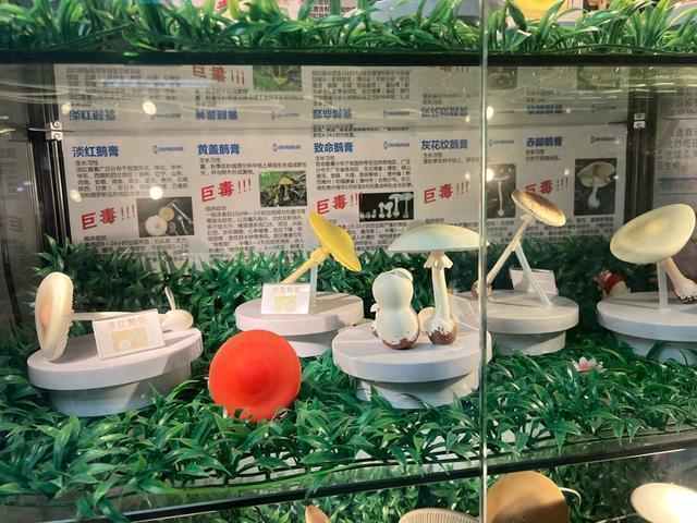今年第一批吃菌子中毒的人出现了！小伙吃野生菌后竟开始隔空抓凤凰