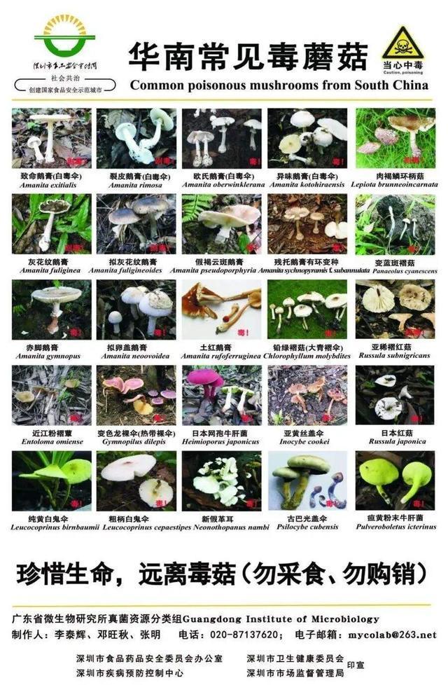 云南第一波吃菌子的已經(jīng)進醫(yī)院了 中毒致幻案例頻發(fā)