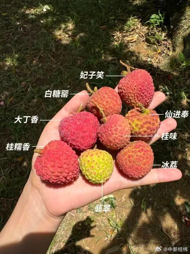全球最大荔枝卖到100元一斤 新品种仙桃荔亮相