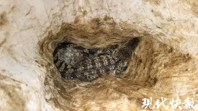 小區(qū)居民樓下驚現(xiàn)1米多長暹羅鱷