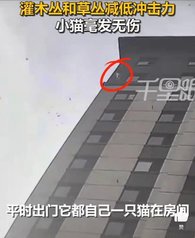 猫咪从16楼意外坠落后毫发无损