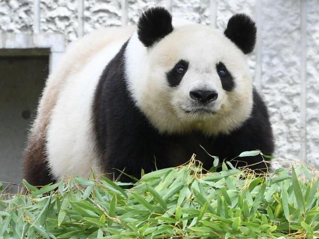 日方将离世大熊猫旦旦遗骸归还中国 旅日24载终回国
