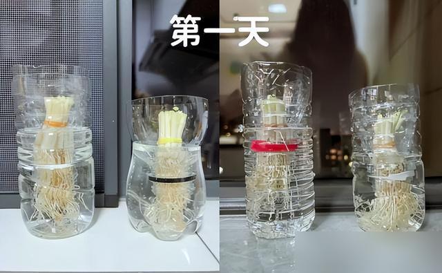 上海一女生，因“200个矿泉水瓶实现种菜自由”火了，网友：不值 生活智慧变废为宝
