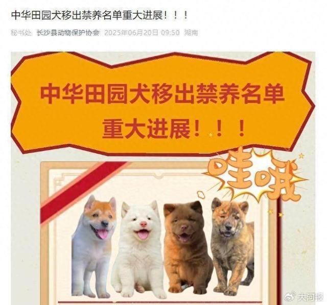 中華田園犬 禁養(yǎng)
