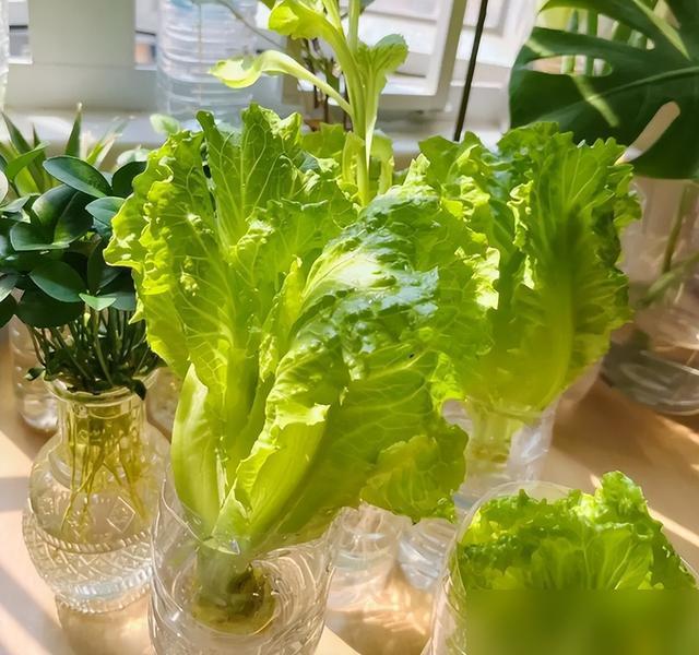 上海一女生，因“200个矿泉水瓶实现种菜自由”火了，网友：不值 生活智慧变废为宝