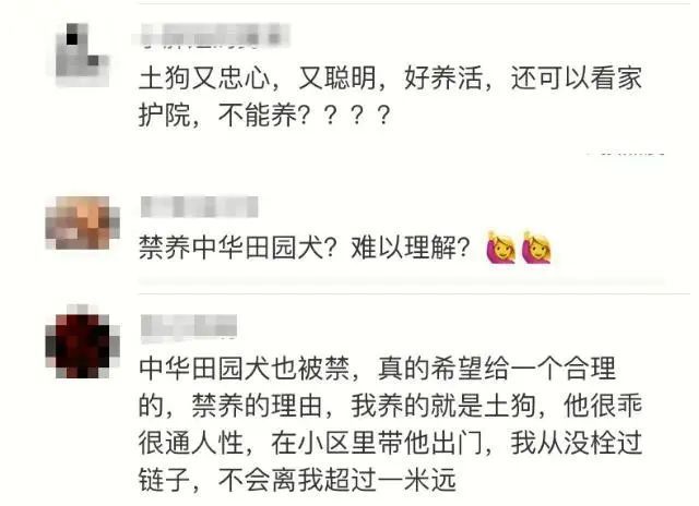 多地不再禁养中华田园犬 土狗终获身份