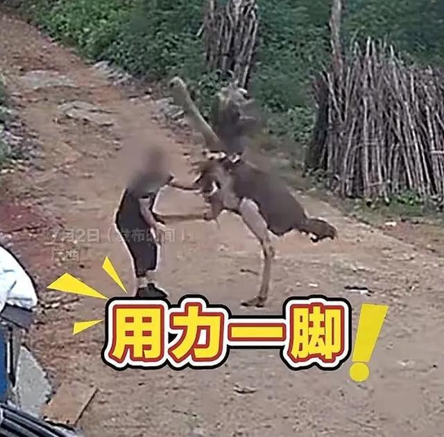 男子撫摸自家鴕鳥被踢開