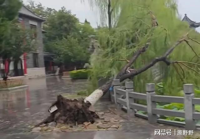 济南大明湖景区部分树木倒伏 暴雨突袭泉城