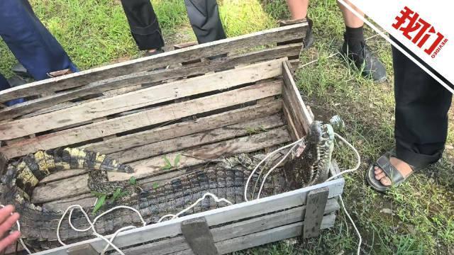 景區(qū)4只鱷魚(yú)出逃1頭被擊斃