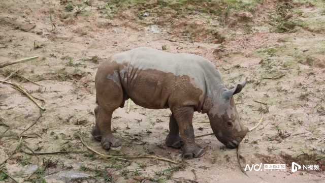 廣東清遠長隆白犀牛家族再添新丁