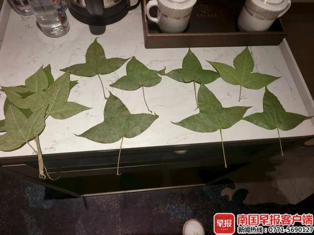 志愿军先烈请感受家乡枫叶的味道 接英雄回家