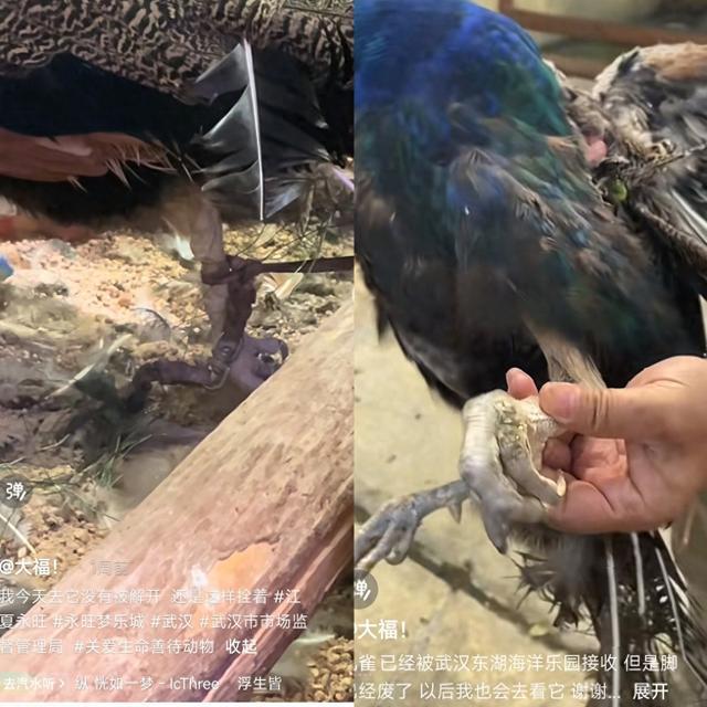 市民买下商场宠物乐园孔雀送医救治