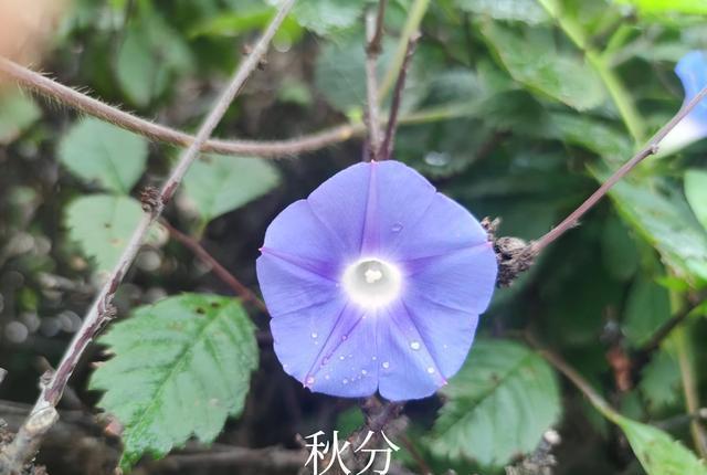 秋分时节，6种食物别贪低廉买来吃