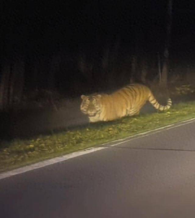 男子遇東北虎大喊本地的引5秒對視 罕見夜遇野生虎
