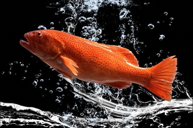 渔民捕获罕见“石斑王”约重200多斤