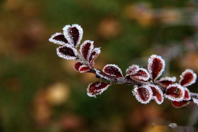 老人说“大雪来不来,就看九月初七” 农事与天文的古老智慧