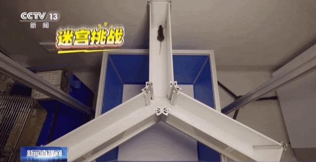 小鼠“航天员”魔鬼训练画面曝光 太空任务探路者选拔