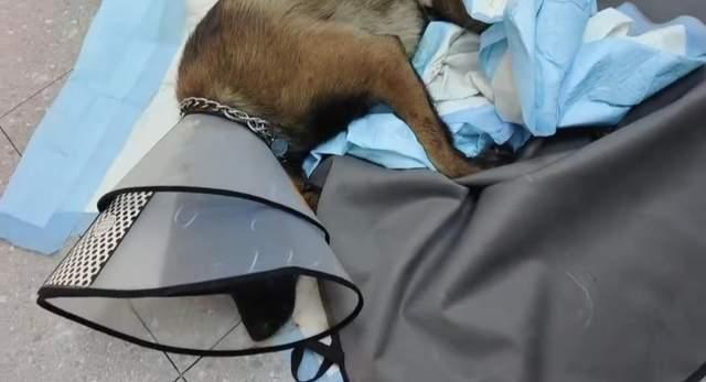 警方回应杭州男子当街虐狗 案件已立案调查