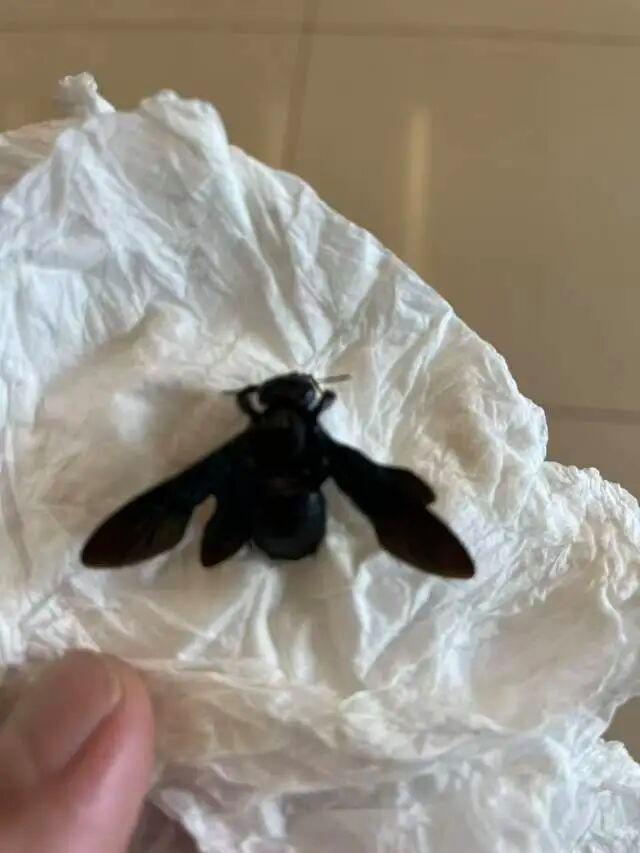 1岁孩子住美高梅酒店被毒虫咬伤 酒店态度强硬引发争议