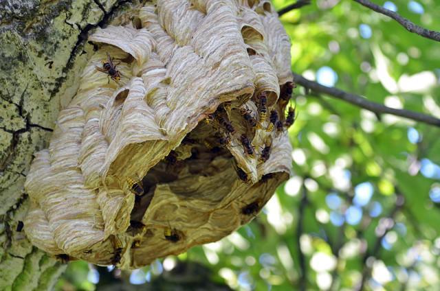 1人被蜇身亡同行6人被判赔