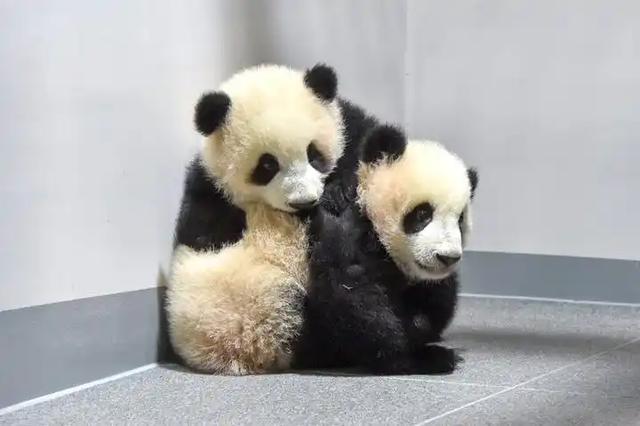 在日本的熊貓龍鳳胎受到高度關(guān)注 粉絲擔(dān)憂未來