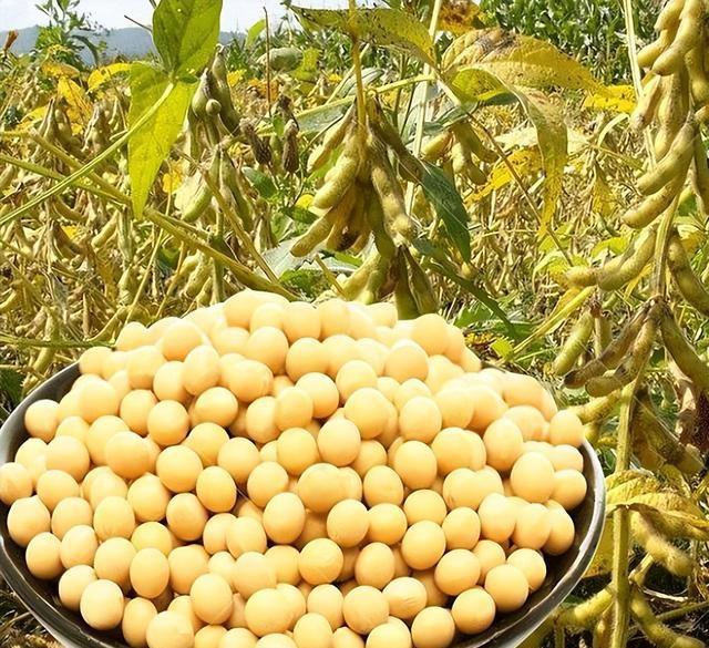 20年中美四场大豆博弈：一粒豆背后令人惊奇的棋