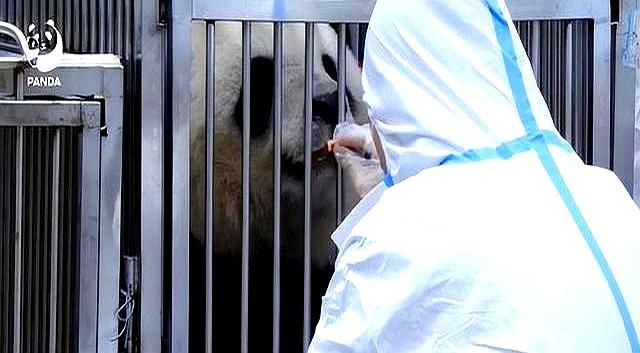 學(xué)者:馬克龍有兩件事有求于中國 面子與里子的雙重算盤