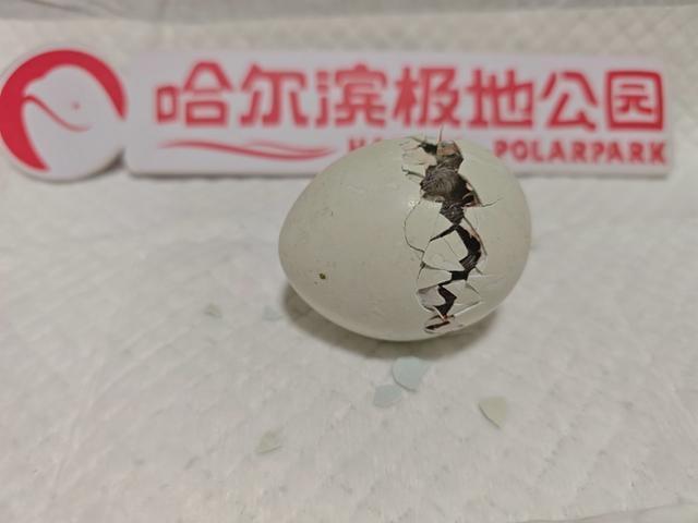 哈尔滨首只人工孵化企鹅破壳 极地公园技术突破