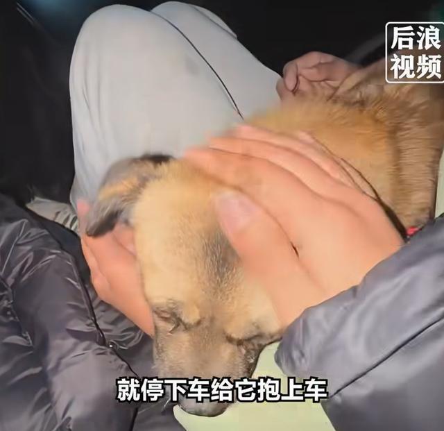 外婆離世狗狗一路狂追靈車送別 不舍之情令人動容