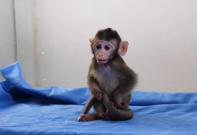 養(yǎng)殖場稱明年實驗猴或?qū)?5萬一只 創(chuàng)新藥研發(fā)推高需求