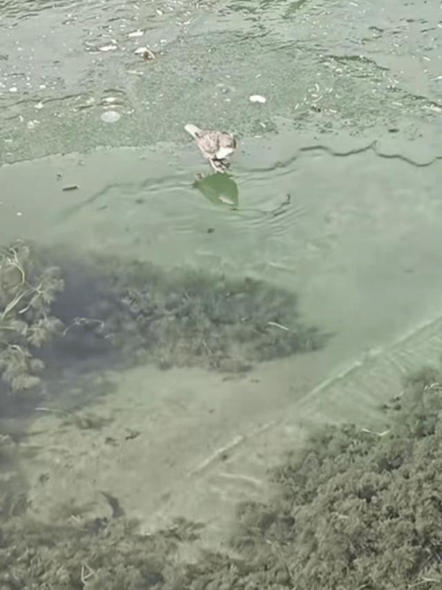 起猛了 看见一只鸟在潜水捕鱼