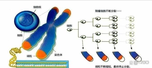 12岁男孩家中窒息抽搐,确诊罕见线粒体脑肌病