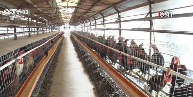 日本暴发2026年首起疫情 宫崎县现高致病性禽流感