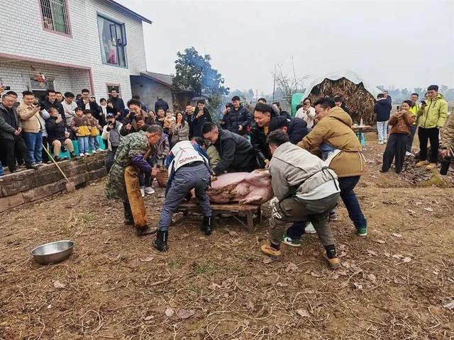 重庆一女子网上“摇人”杀年猪 乡村嘉年华引爆全网热情