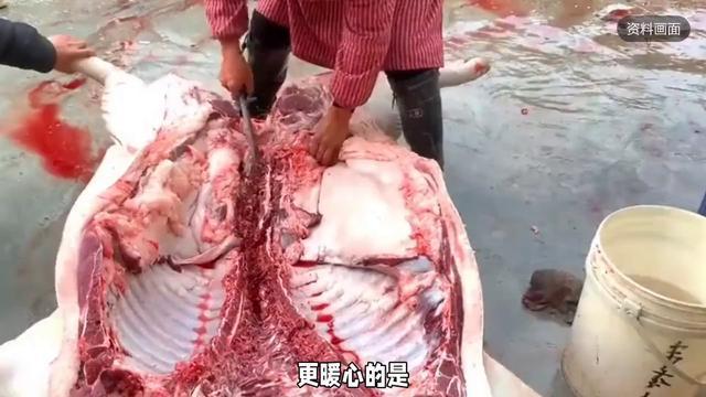 女子维护按猪被猪一脚蹬脸上,咱们缺的不是力气是被需要