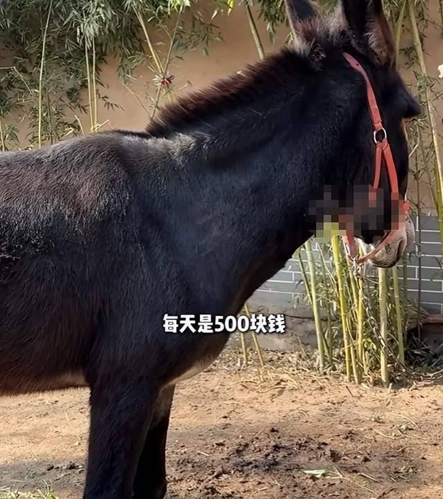 600年古村变身竖店影视基地村民发声，一头驴的日薪高达500元！