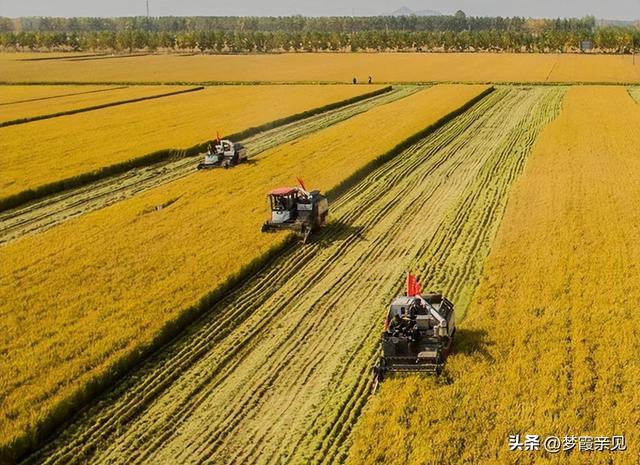 中国500公斤人均粮的安全感从哪来 稳产增效的密码