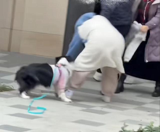 女子牵绳遛狗遭殴打 警方已介入 目击者作证也被打伤