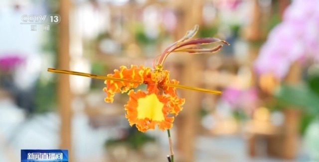 年宵花创意焕新 多地年味别样浓