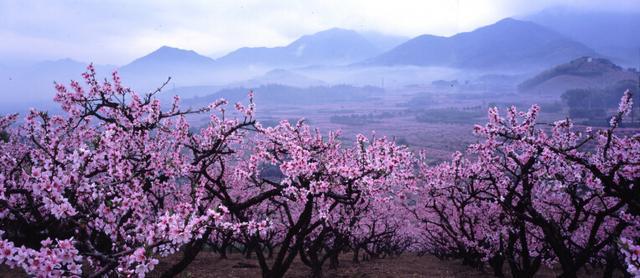 春日花海超治愈 花瓣如雨落肩头