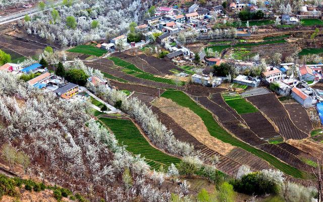 春日花海超治愈 花瓣如雨落肩头