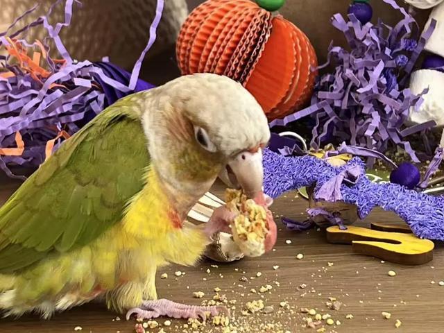 女孩们捧红“鸟鸟教” 催熟百亿市场 她经济引领变革