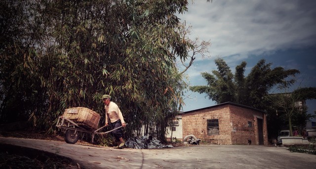 广州一地大量甘蔗滞销 官方介入