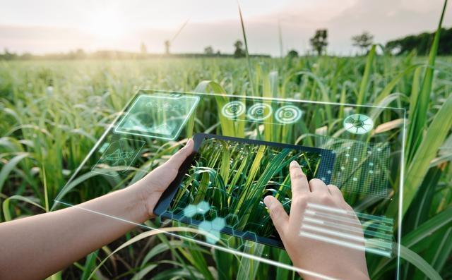 中国科学家攻克甘蔗基因研究难题 打破西方石油霸权