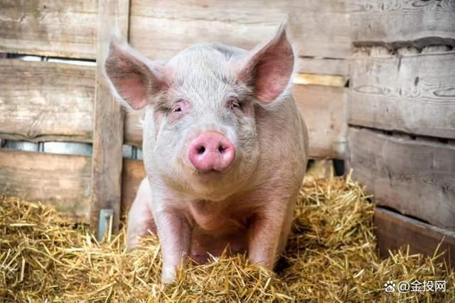 猪价十年新低 生猪行业如何破局